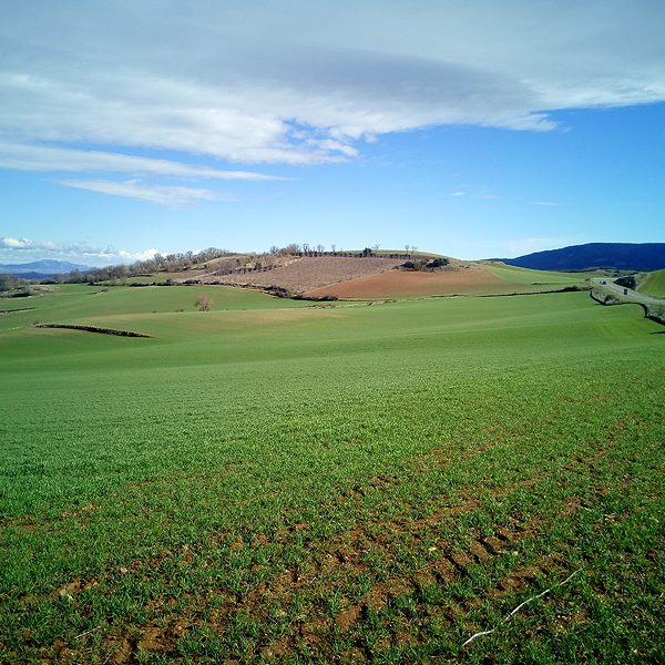 Campo